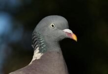 contact details for 01752875436